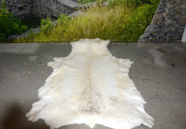 Weißes Rentierfell „White Powdery Snow“ XXL (160cm) – Luxus Naturfell